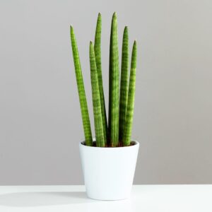 Σανσεβιέρια Κυλινδρόφυλλη – Sansevieria Cylindrica