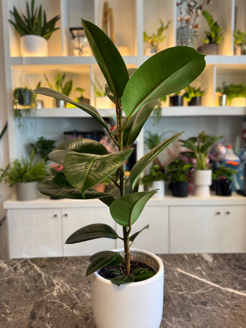 Φίκος Ελάστικα - Ficus Elastica - Image 3
