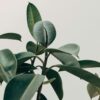 Φίκος Ελάστικα – Ficus elastica ‘Robusta’