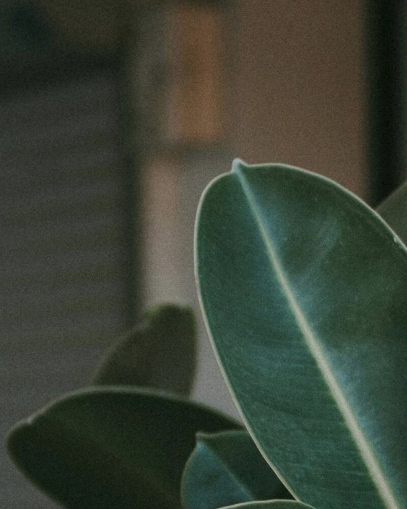 Φίκος Ελάστικα - Ficus Elastica - Image 16