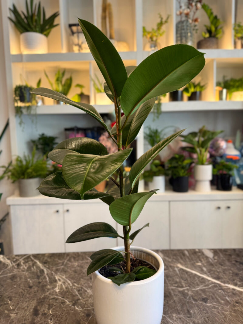 Φίκος Ελάστικα - Ficus Elastica - Image 5