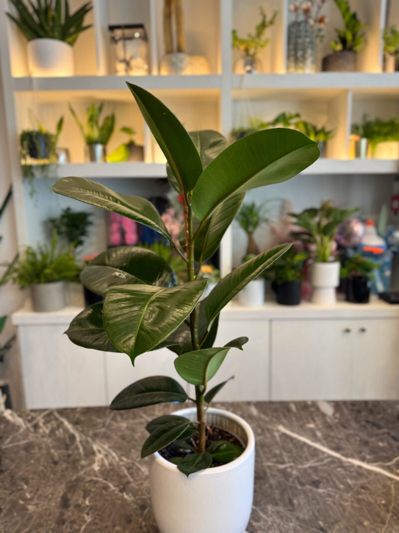 Φίκος Ελάστικα - Ficus Elastica - Image 6