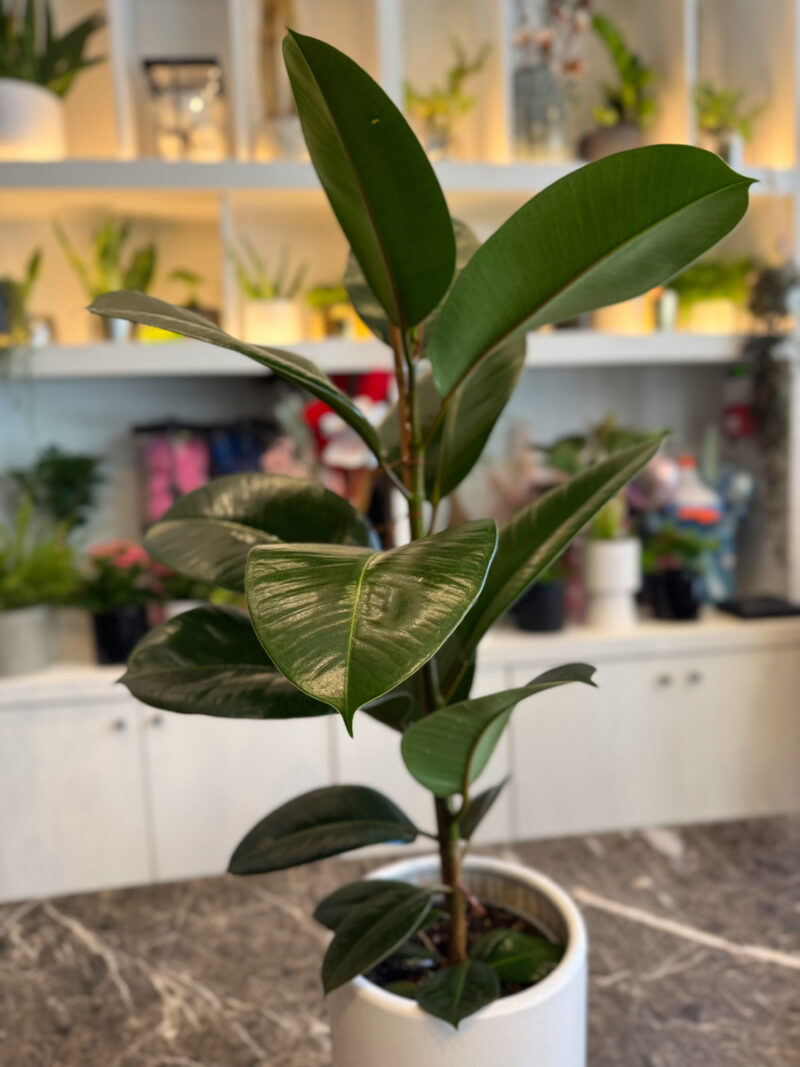 Φίκος Ελάστικα - Ficus Elastica - Image 7