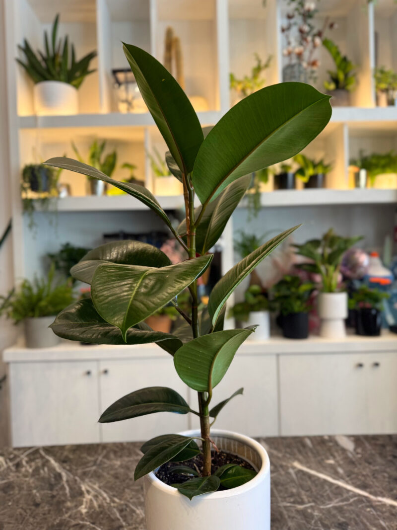 Φίκος Ελάστικα - Ficus Elastica - Image 8