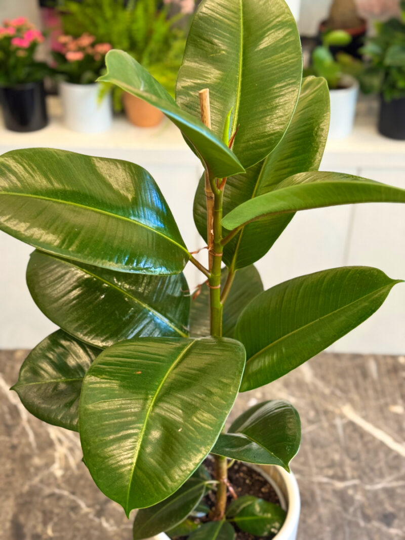 Φίκος Ελάστικα - Ficus Elastica - Image 9