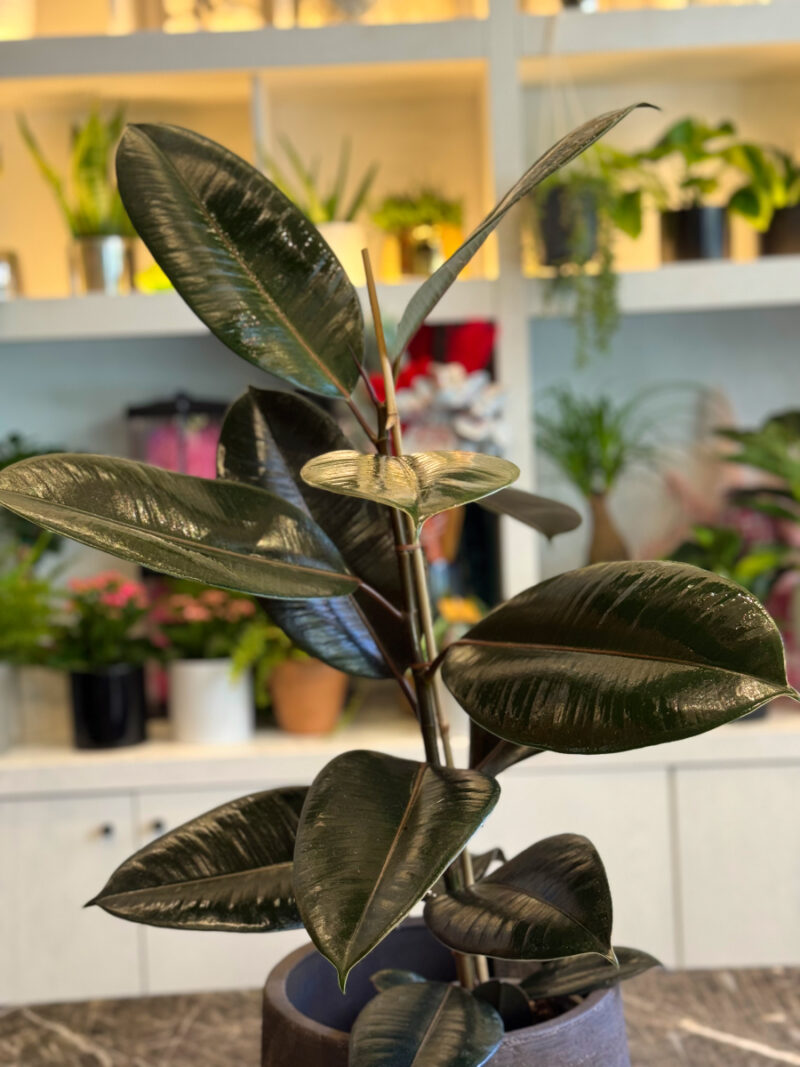 Φίκος Ελάστικα - Ficus Elastica - Image 10