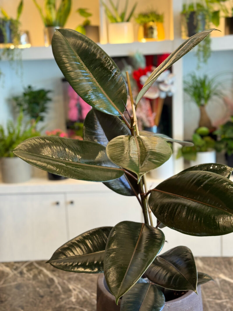 Φίκος Ελάστικα - Ficus Elastica - Image 11