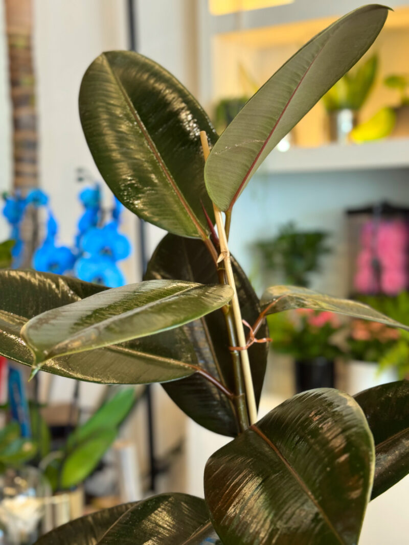 Φίκος Ελάστικα - Ficus Elastica - Image 12
