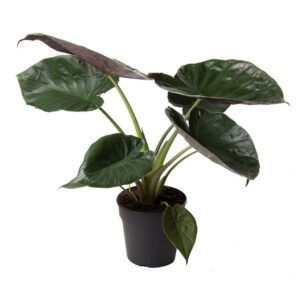 Αλοκάσια Γουέντι Γίγας - Alocasia Wentti Giant