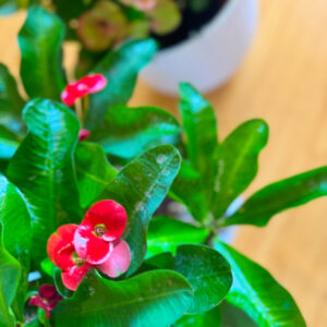 Αγκάθι του Χριστού Κόκκινο - Euphorbia Milli Red