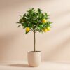 Λεμονιά δεντράκι μίνι - Lemone Tree Bonsai