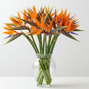 Το πουλί του παραδείσου – Orange bird of paradise