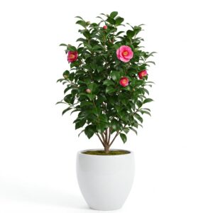 Καμέλια - Camellia Japonica