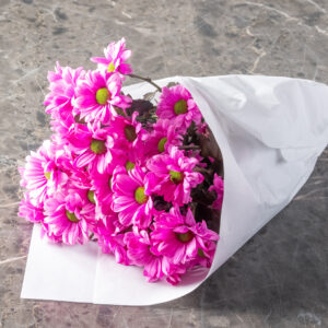 Βαμμένα χρυσάνθεμα Ροζ- Died Chrysanthemum Pink