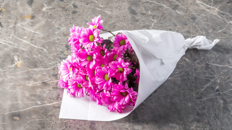 Βαμμένα χρυσάνθεμα Ροζ- Died Chrysanthemum Pink