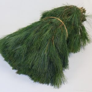 Pinus bunch- μπουκέτο από πεύκο