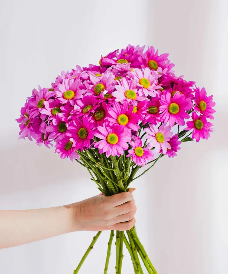 Βαμμένα χρυσάνθεμα Ροζ- Died Chrysanthemum Pink - Image 3