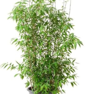 Μπαμπού - Dracaena Santeriana Bamboo