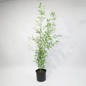 Μπαμπού - Dracaena Santeriana Bamboo