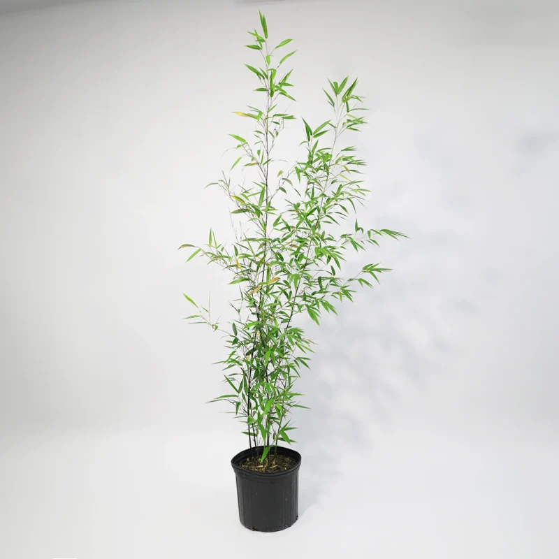 Μπαμπού - Dracaena Santeriana Bamboo
