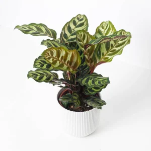 Καλαθέα Μακογιάννα - Calathea Makoyana