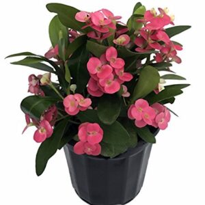 Αγκάθι του Χριστού Ροζ – Euphorbia Milli Pink 