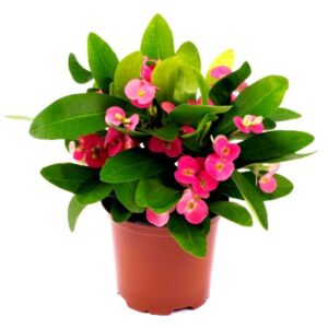 Αγκάθι του Χριστού Ροζ – Euphorbia Milli Pink 