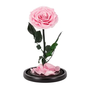 Ρόδο της Αθανασίας Ροζ - Forever Rose Glass Pink