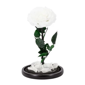 Ρόδο της Αθανασίας Λευκό - Forever Rose Glass White