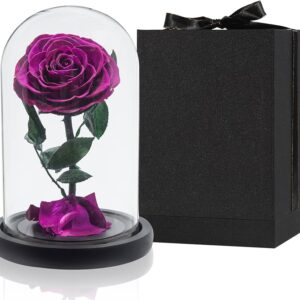 Ρόδο της Αθανασίας Φούξια  - Forever Rose Glass Fuchsia
