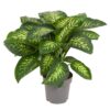 Διφενμπάχια - Dieffenbachia compacta