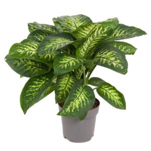 Διφενμπάχια - Dieffenbachia compacta