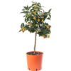 Κουμ-κουάτ δεντράκι μίνι – Kumquat Tree Mini