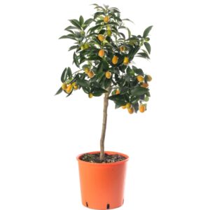 Κουμ-κουάτ δεντράκι μίνι – Kumquat Tree Mini