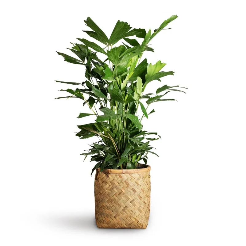 Καριότα - Caryota