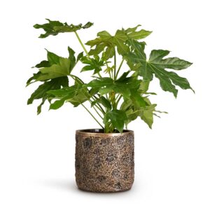 Αράλια - Fatsia Japonica