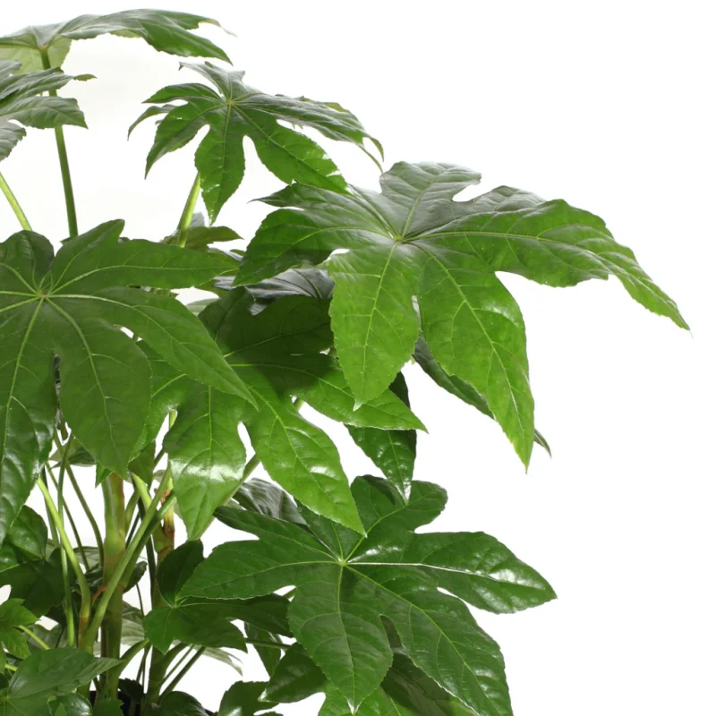 Αράλια - Fatsia Japonica - Image 3