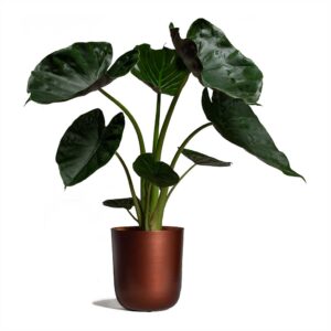 Αλοκάσια Γουέντι Γίγας - Alocasia Wentti Giant