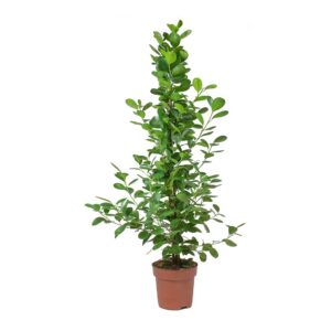 Φίκος Μοκλέιμ - Ficus Microcarpa Moclame