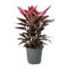 Κορδελίνι Ροζ Μωβ - Cordyline Fruticosa Mambo