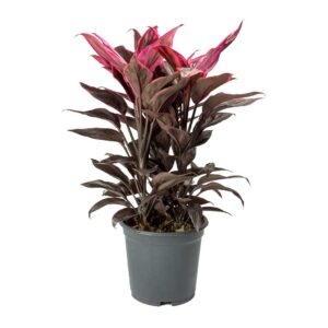 Κορδελίνι Ροζ Μωβ - Cordyline Fruticosa Mambo