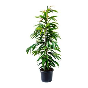 Φίκος Άμστελ - Ficus Amstel King