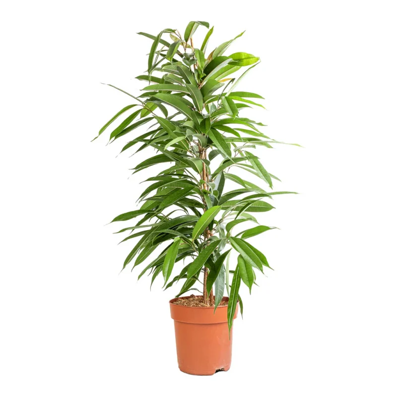 Φίκος Άμστελ - Ficus Amstel King
