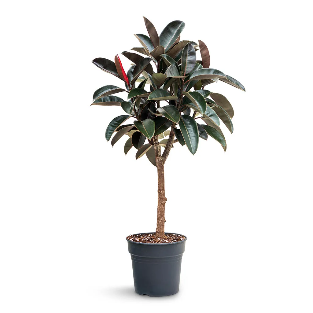 Φίκος Ελάστικα 'Abidjan'- Ficus Elastica Abidjan