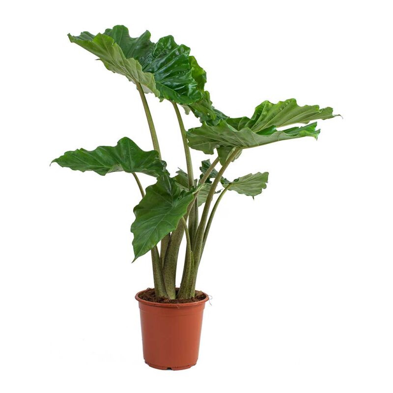 Αλοκάσια - Alocasia Portodora Elephant Ear