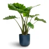 Αλοκάσια - Alocasia Portodora Elephant Ear