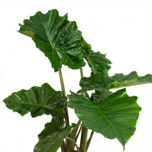 Αλοκάσια - Alocasia Portodora Elephant Ear
