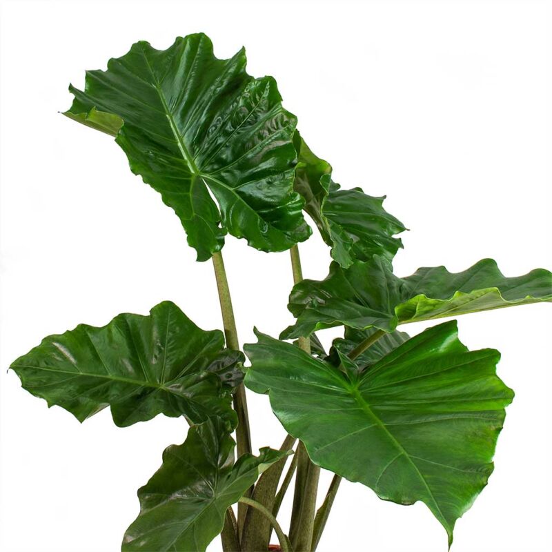 Αλοκάσια - Alocasia Portodora Elephant Ear
