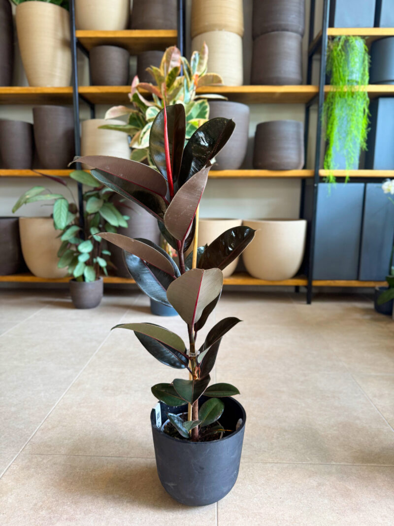 Φίκος Ελάστικα 'Abidjan'- Ficus Elastica Abidjan 3 Υγιείς Ρίζες Φυτού (νεαρά φυτά) - Image 5