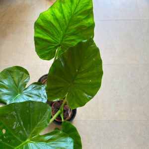 Αλοκάσια - Alocasia Portodora Elephant Ear